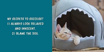 Let Me Knock That Off the Counter For You: And More Everyday Sass from Cats (Fun Gifts for Animal Lovers) - Editors Of Ulysses [KSIĄŻKA]