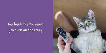Let Me Knock That Off the Counter For You: And More Everyday Sass from Cats (Fun Gifts for Animal Lovers) - Editors Of Ulysses [KSIĄŻKA]