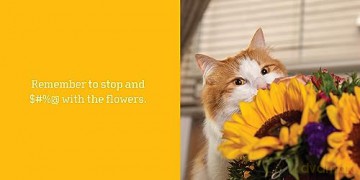Let Me Knock That Off the Counter For You: And More Everyday Sass from Cats (Fun Gifts for Animal Lovers) - Editors Of Ulysses [KSIĄŻKA]