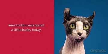 Let Me Knock That Off the Counter For You: And More Everyday Sass from Cats (Fun Gifts for Animal Lovers) - Editors Of Ulysses [KSIĄŻKA]