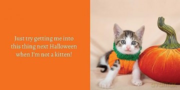 Let Me Knock That Off the Counter For You: And More Everyday Sass from Cats (Fun Gifts for Animal Lovers) - Editors Of Ulysses [KSIĄŻKA]