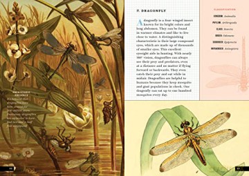 Little Book Of Insects - Forrest Everett [KSIĄŻKA]