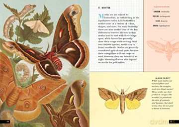 Little Book Of Insects - Forrest Everett [KSIĄŻKA]