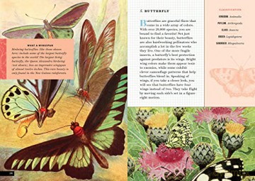 Little Book Of Insects - Forrest Everett [KSIĄŻKA]