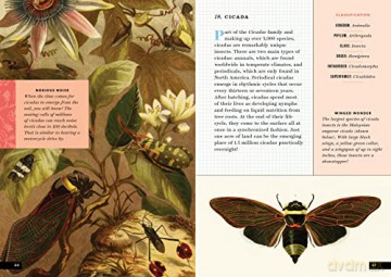 Little Book Of Insects - Forrest Everett [KSIĄŻKA]