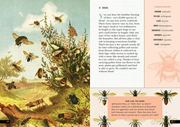 Little Book Of Insects - Forrest Everett [KSIĄŻKA]