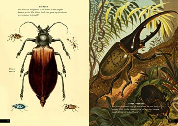 Little Book Of Insects - Forrest Everett [KSIĄŻKA]