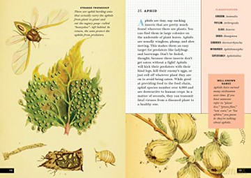 Little Book Of Insects - Forrest Everett [KSIĄŻKA]