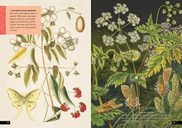 Little Book Of Insects - Forrest Everett [KSIĄŻKA]