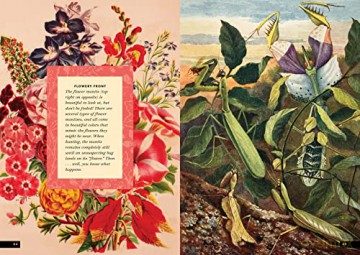 Little Book Of Insects - Forrest Everett [KSIĄŻKA]