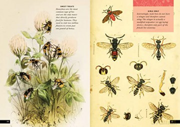 Little Book Of Insects - Forrest Everett [KSIĄŻKA]