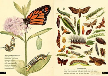 Little Book Of Insects - Forrest Everett [KSIĄŻKA]