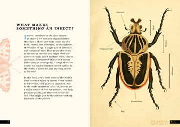 Little Book Of Insects - Forrest Everett [KSIĄŻKA]
