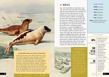 Little Book Of North American Animals - Forrest Everett [KSIĄŻKA]