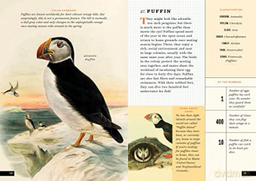 Little Book Of North American Birds - Forrest Everett [KSIĄŻKA]