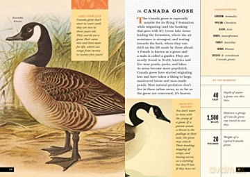 Little Book Of North American Birds - Forrest Everett [KSIĄŻKA]