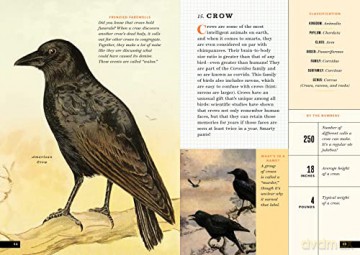 Little Book Of North American Birds - Forrest Everett [KSIĄŻKA]