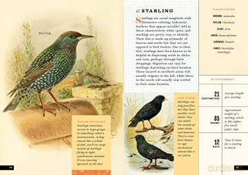 Little Book Of North American Birds - Forrest Everett [KSIĄŻKA]
