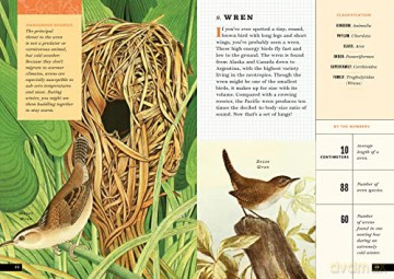 Little Book Of North American Birds - Forrest Everett [KSIĄŻKA]