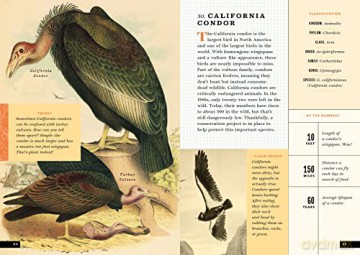 Little Book Of North American Birds - Forrest Everett [KSIĄŻKA]