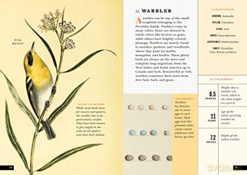 Little Book Of North American Birds - Forrest Everett [KSIĄŻKA]