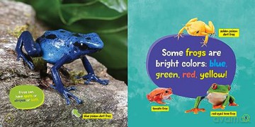 Little Kids First Board Book Frogs - Ruth Musgrave [KSIĄŻKA]