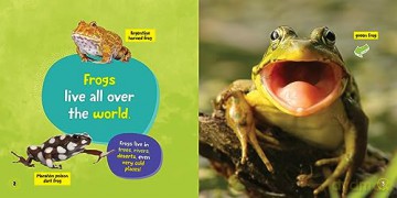Little Kids First Board Book Frogs - Ruth Musgrave [KSIĄŻKA]