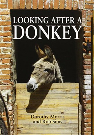 Looking After A Donkey - Dorothy Morris [KSIĄŻKA]