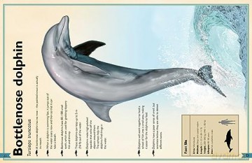 Magnificent Book Of Ocean Creatures - Tom Jackson [KSIĄŻKA]