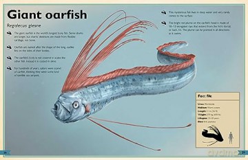 Magnificent Book Of Ocean Creatures - Tom Jackson [KSIĄŻKA]