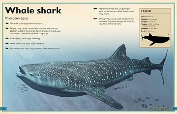 Magnificent Book Of Ocean Creatures - Tom Jackson [KSIĄŻKA]
