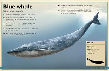 Magnificent Book Of Ocean Creatures - Tom Jackson [KSIĄŻKA]