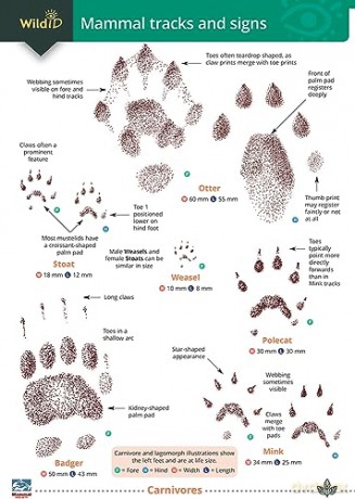 Mammal Tracks And Signs - Unknown [KSIĄŻKA]