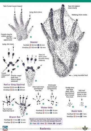 Mammal Tracks And Signs - Unknown [KSIĄŻKA]