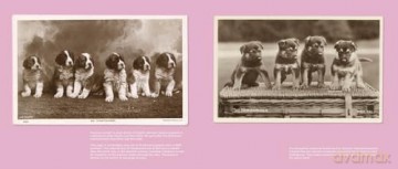 Mans Best Friend - Kennel Club [KSIĄŻKA]