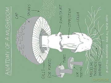 Mushroom Hunting - Emily Han [KSIĄŻKA]