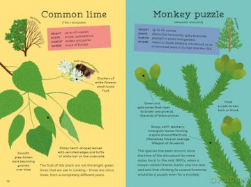 National Trust: Out and About: Tree Explorer: A children's guide to 60 different trees - Emma S Young [KSIĄŻKA]