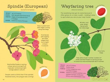 National Trust: Out and About: Tree Explorer: A children's guide to 60 different trees - Emma S Young [KSIĄŻKA]
