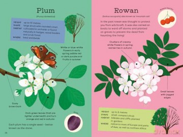 National Trust: Out and About: Tree Explorer: A children's guide to 60 different trees - Emma S Young [KSIĄŻKA]