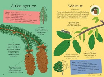 National Trust: Out and About: Tree Explorer: A children's guide to 60 different trees - Emma S Young [KSIĄŻKA]