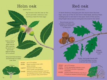 National Trust: Out and About: Tree Explorer: A children's guide to 60 different trees - Emma S Young [KSIĄŻKA]