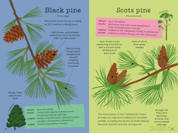 National Trust: Out and About: Tree Explorer: A children's guide to 60 different trees - Emma S Young [KSIĄŻKA]