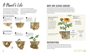Nature All Around Plants - Pamela Hickman [KSIĄŻKA]