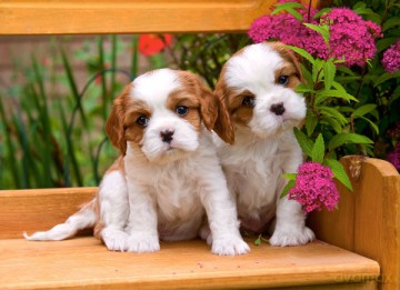 Castor 120 El. Spaniel [PUZZLE]