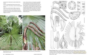 Palms Of New Guinea - William Baker [KSIĄŻKA]