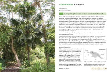 Palms Of New Guinea - William Baker [KSIĄŻKA]