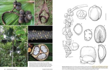 Palms Of New Guinea - William Baker [KSIĄŻKA]