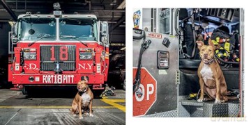 Paws Of Firefighters - Emmy Park [KSIĄŻKA]