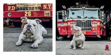 Paws Of Firefighters - Emmy Park [KSIĄŻKA]