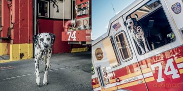 Paws Of Firefighters - Emmy Park [KSIĄŻKA]